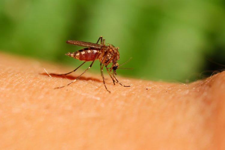 mosquito drinks human blood on green background